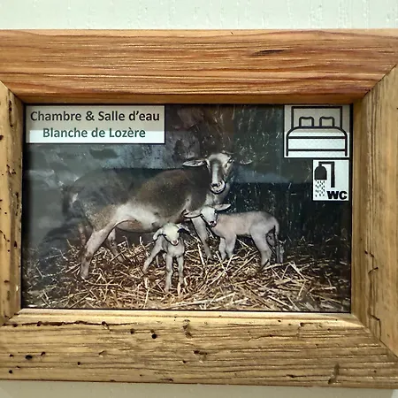 Le Rabiouze - 4 Epis, 15 Pers, 22 Couchages - Ancienne Bergerie Renovee, Cachet D'origine Conserve - Vue Magnifique - Label Ecogite * Arlempdes